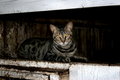 Barn Cat