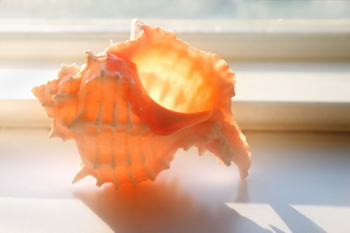 Luminous Shell