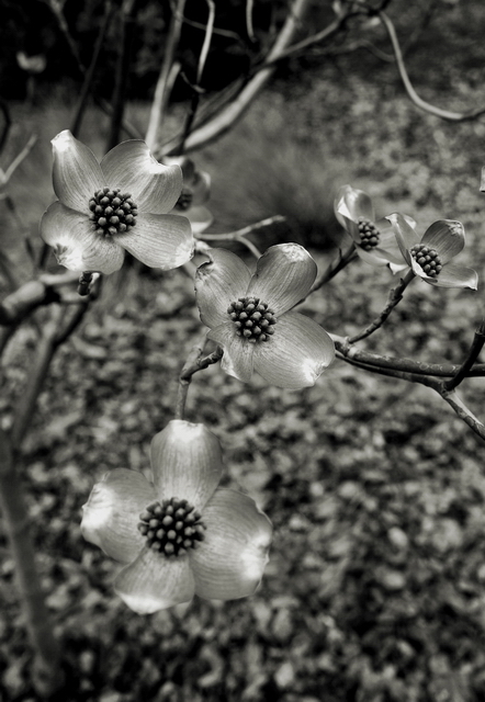 Dogwood
