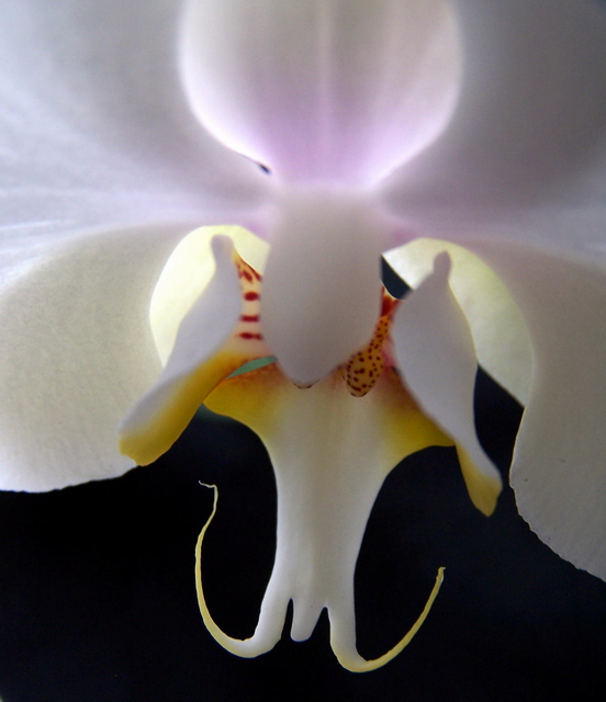 Orchid