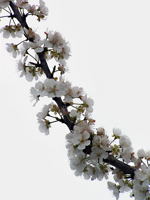 White on White