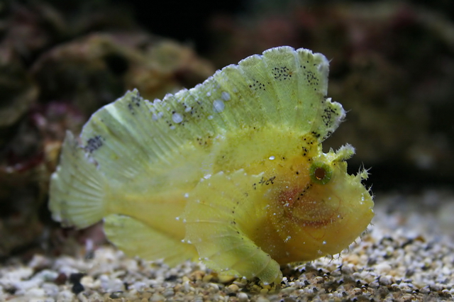 Yellow Leaf Scorpionfish - Taenianotus Triacanthus