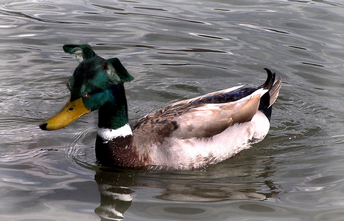 Duck Dog