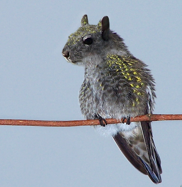 Squirrlybird