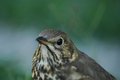s Thrush.jpg