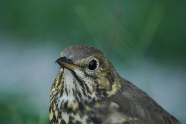 s Thrush.jpg