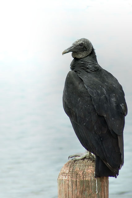 Vulture 3