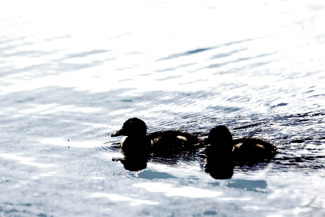 Black duckie