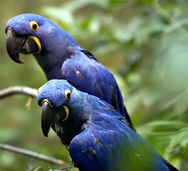 Hyacinth Macaw
