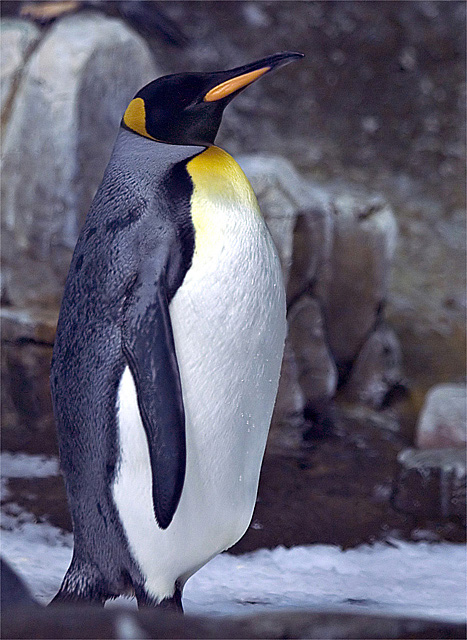 Penguin