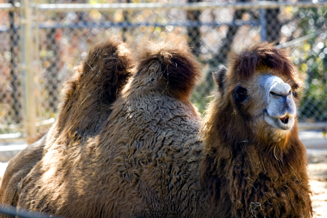 Camel