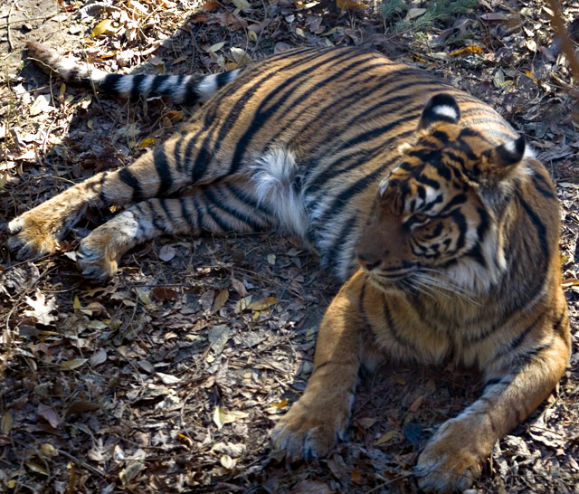 _MG_2156.jpg