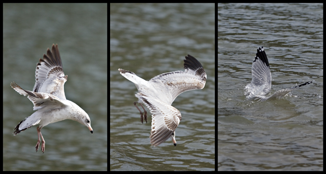 Fishing