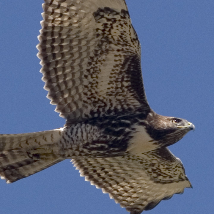 6643_100pctCrop.jpg