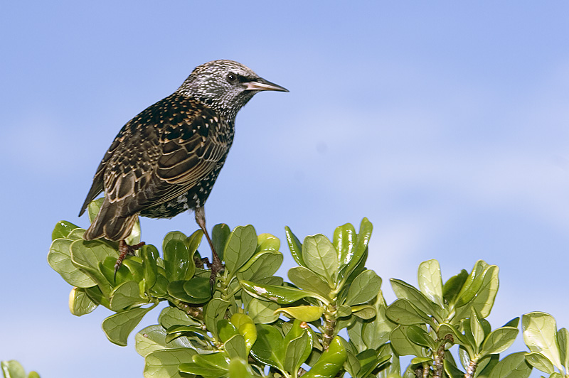 The Common Starling
