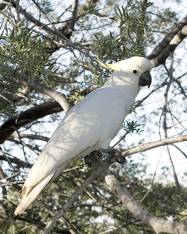 Cockatoo
