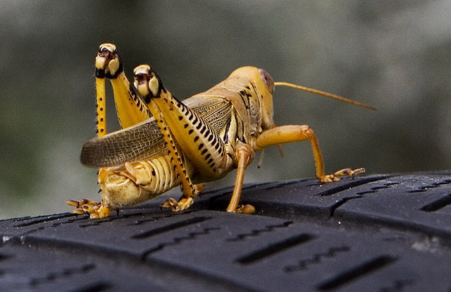 Michelin Grasshopper