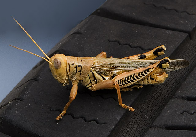 Michelin Grasshopper