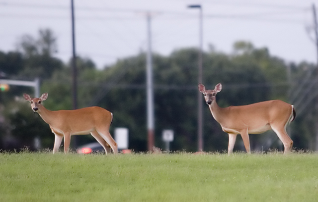 Whitetails