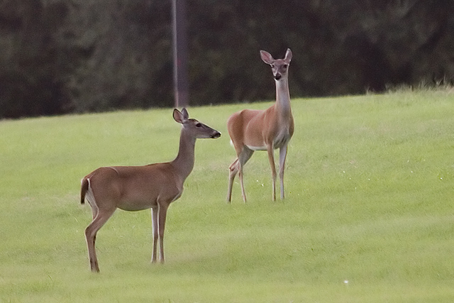 Whitetails