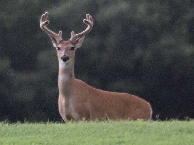 Whitetails
