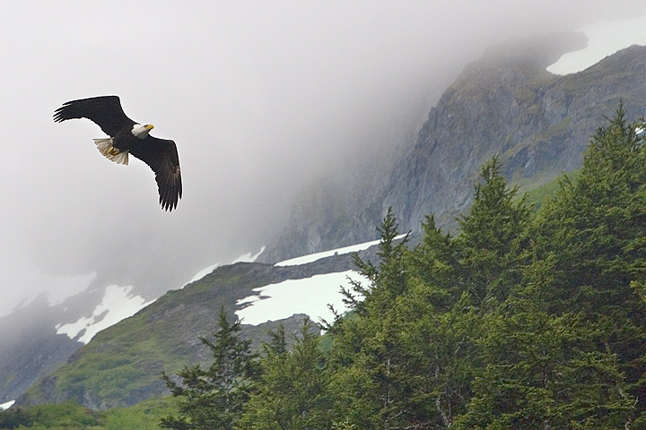 Eagle flying home to his family
