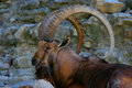 Ram