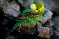 Nesting Bird