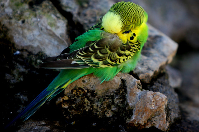 Nesting Bird