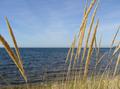 Dune Grass