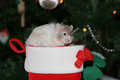 xmas_hamster.jpg