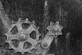 Rusted Gears