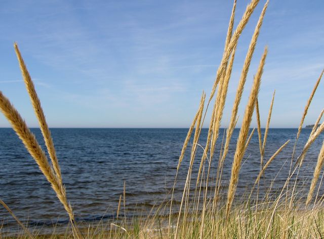 Dune Grass