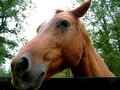 The Horse