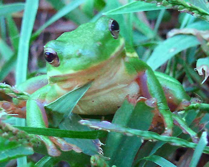 Hello Mr. Froggy. How Are You Today?
