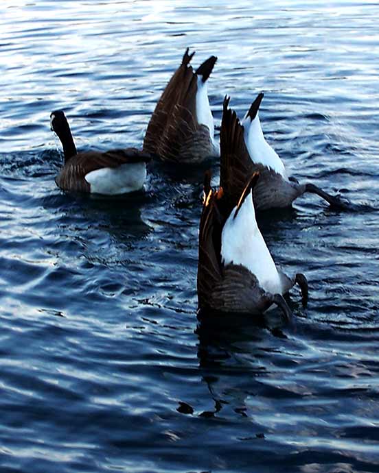Duck Under