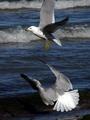 Gulls