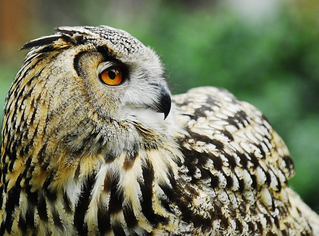 Eagle Owl Profile