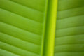 Triptych Base Image