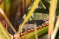 Palm Croc