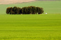 Wheat Field and Trees