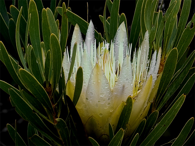 White Protea
