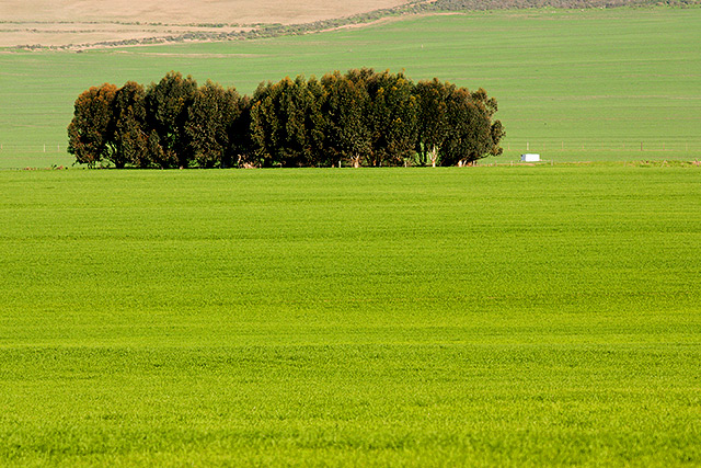 Wheat Field and Trees