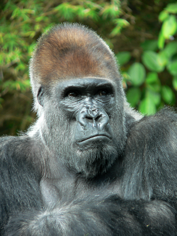 Gorilla6_800.jpg