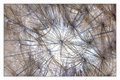 Dance of the Dandelion - Original