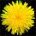 Flowers for Renee