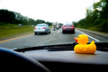 Duck in Traffic