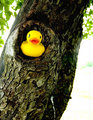 Duck In Tree