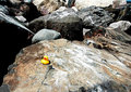 Rugged Duckie