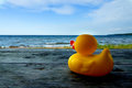 Shore Duck